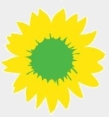 Sonnenblume