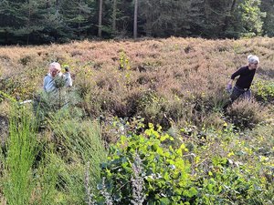 Entbuschung der Heide